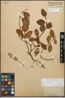 Foto von Salix glauca L.